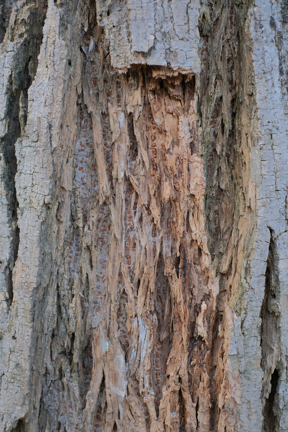 a close up of the bark of a tree