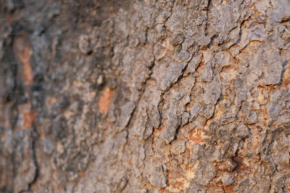 a close up of the bark of a tree