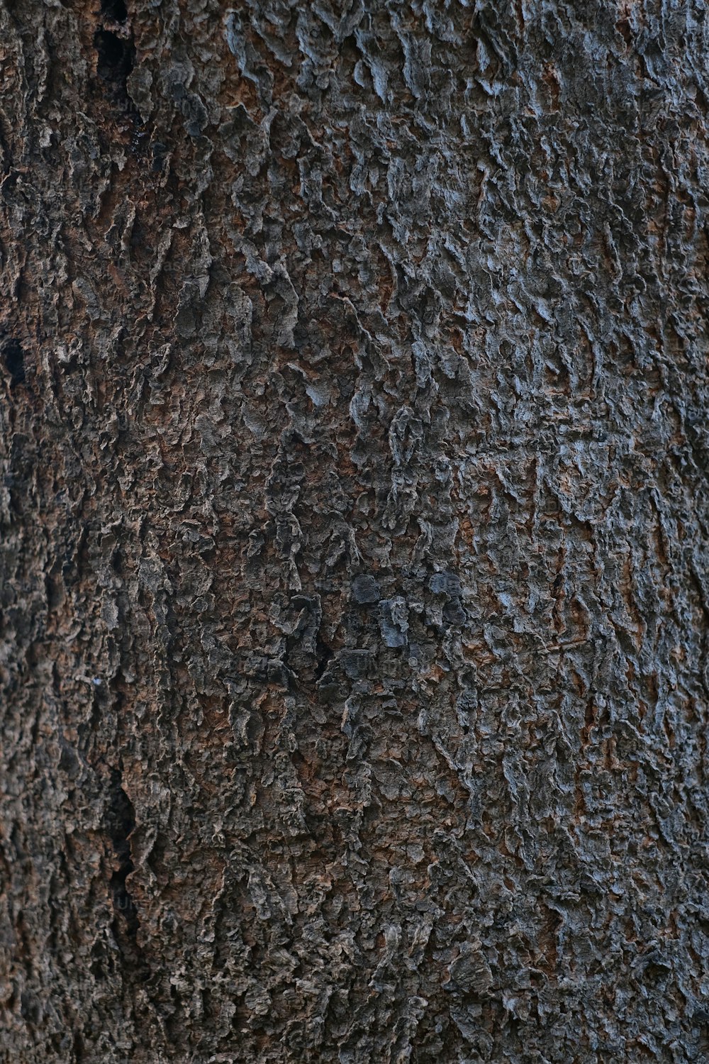Un primer plano del tronco de un árbol con un pájaro posado en él
