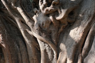a close up of the trunk of a tree