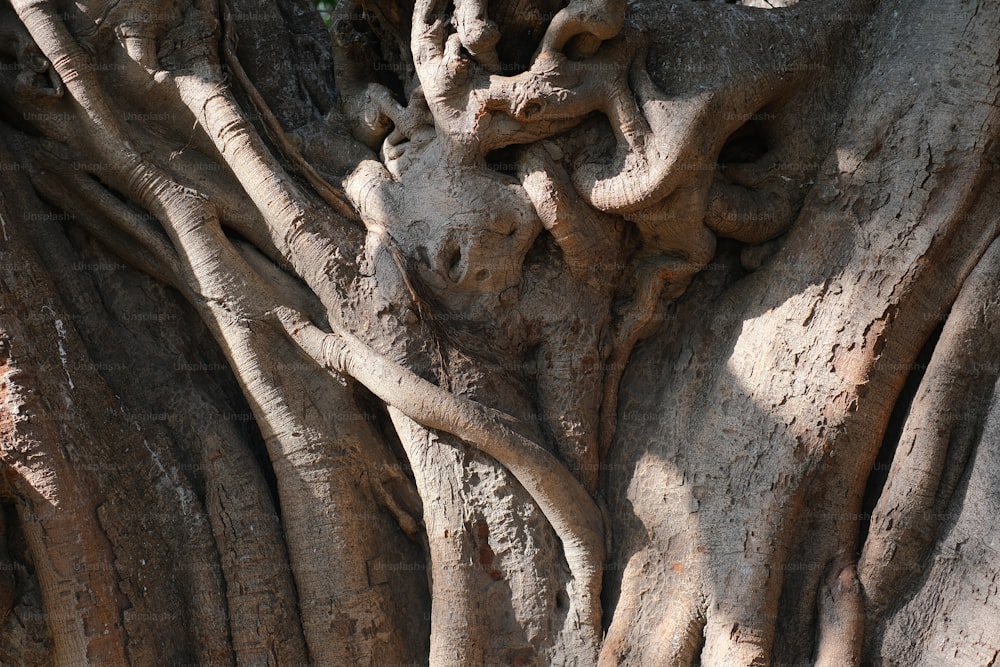 a close up of the trunk of a tree