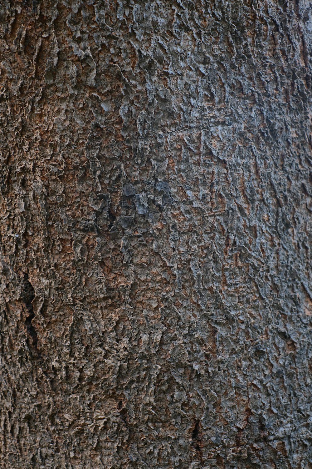 a close up of the bark of a tree