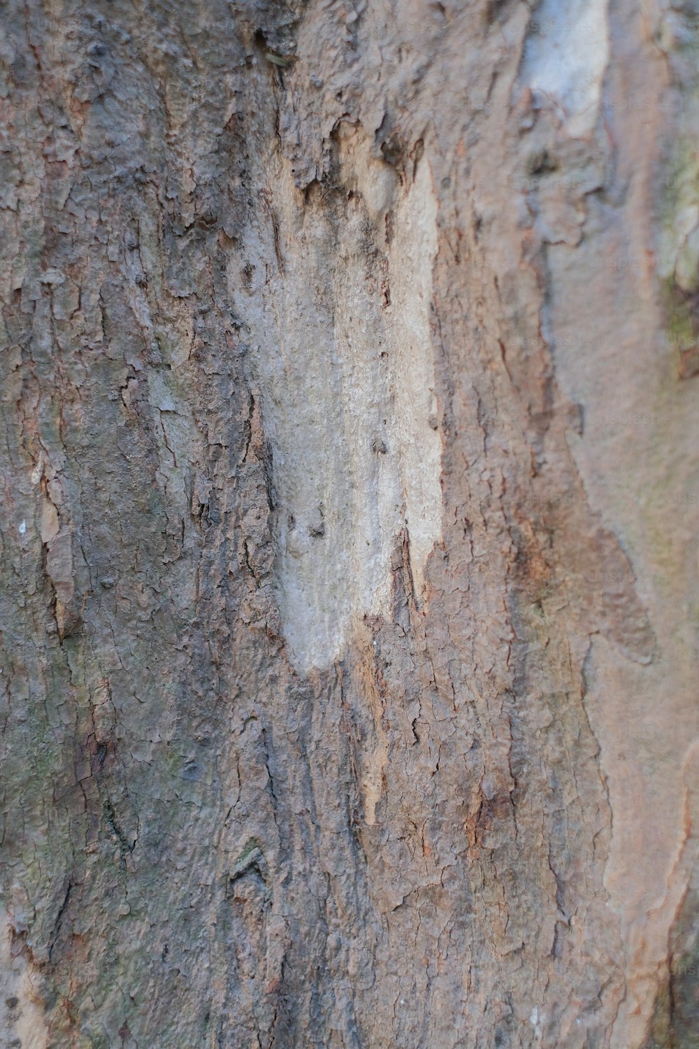 a close up of a tree with a bird on it