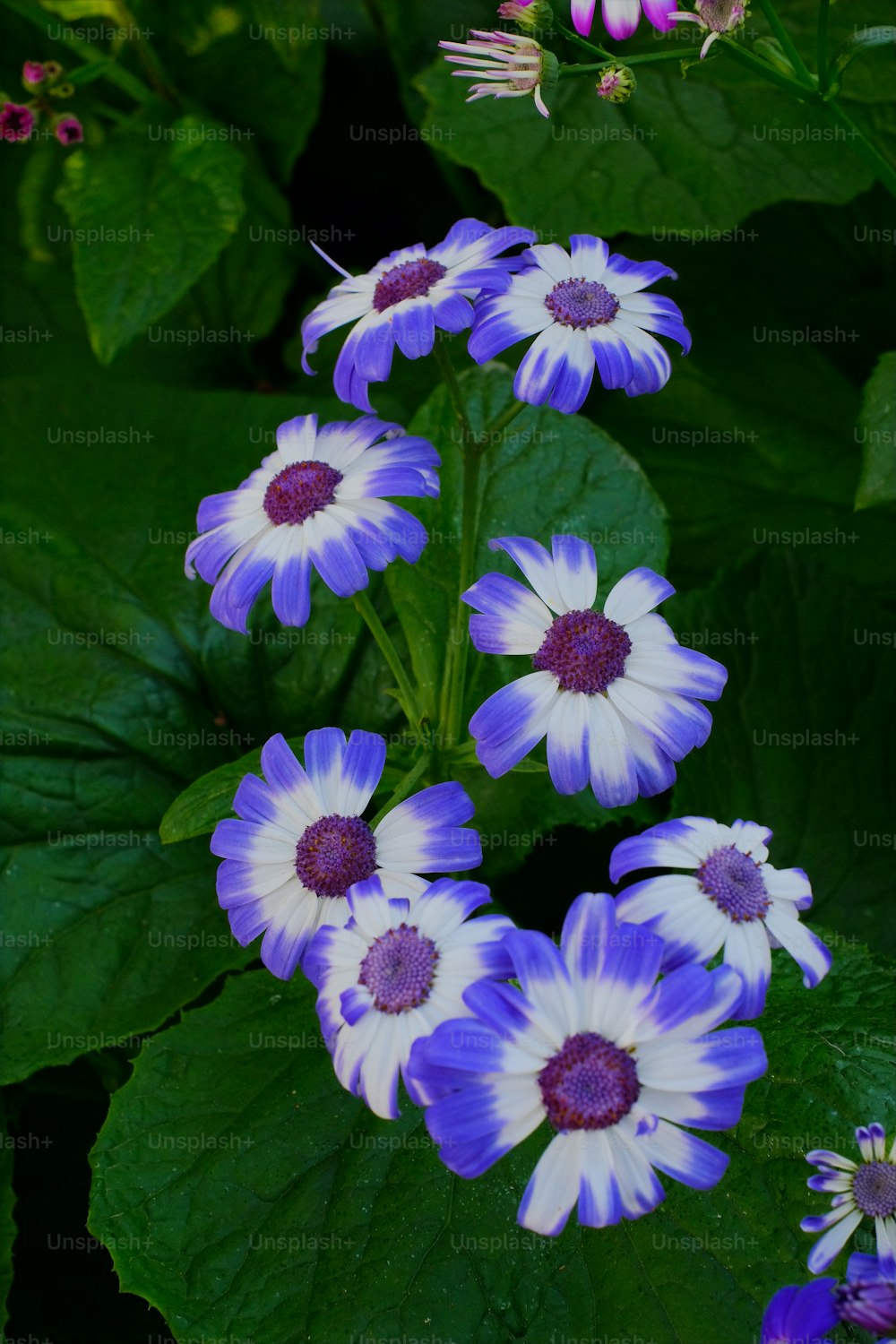 a group of purple and white flowers next to green leaves