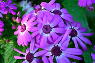 un bouquet de fleurs violettes aux feuilles vertes