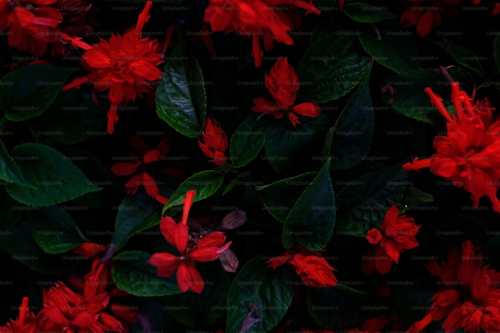 ein Strauß roter Blüten mit grünen Blättern