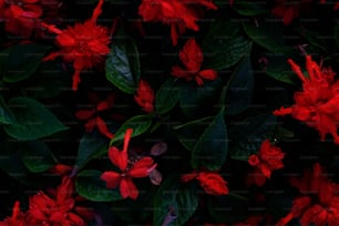緑の葉を持つ赤い花の束