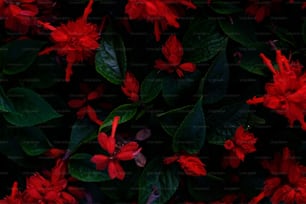 a bunch of red flowers with green leaves