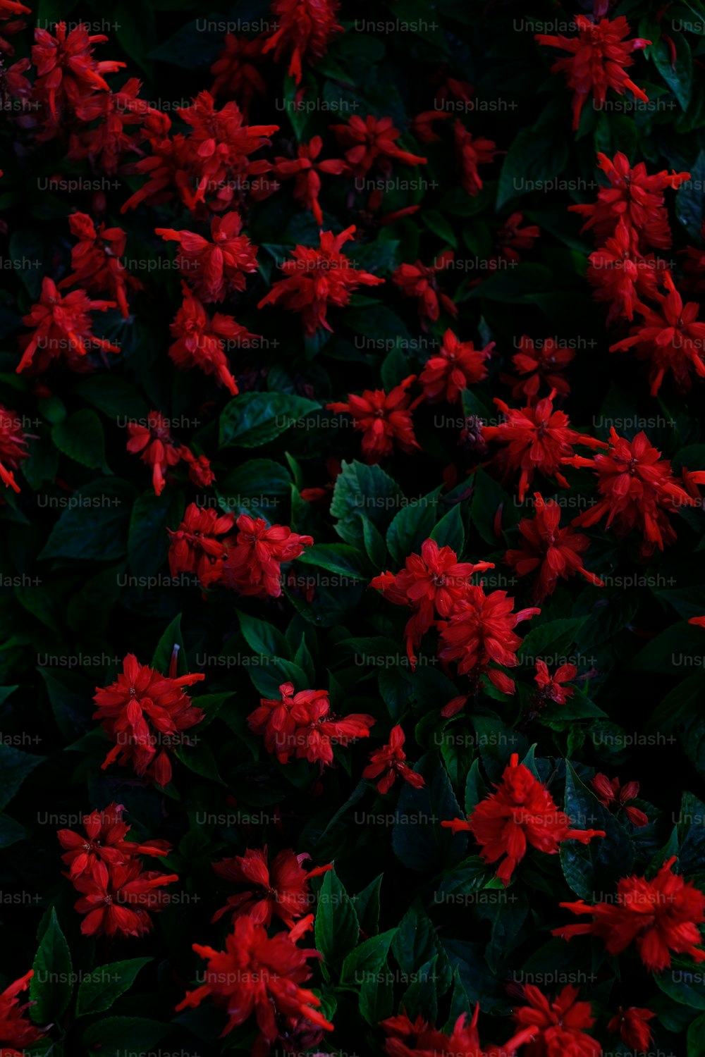 a bunch of red flowers with green leaves