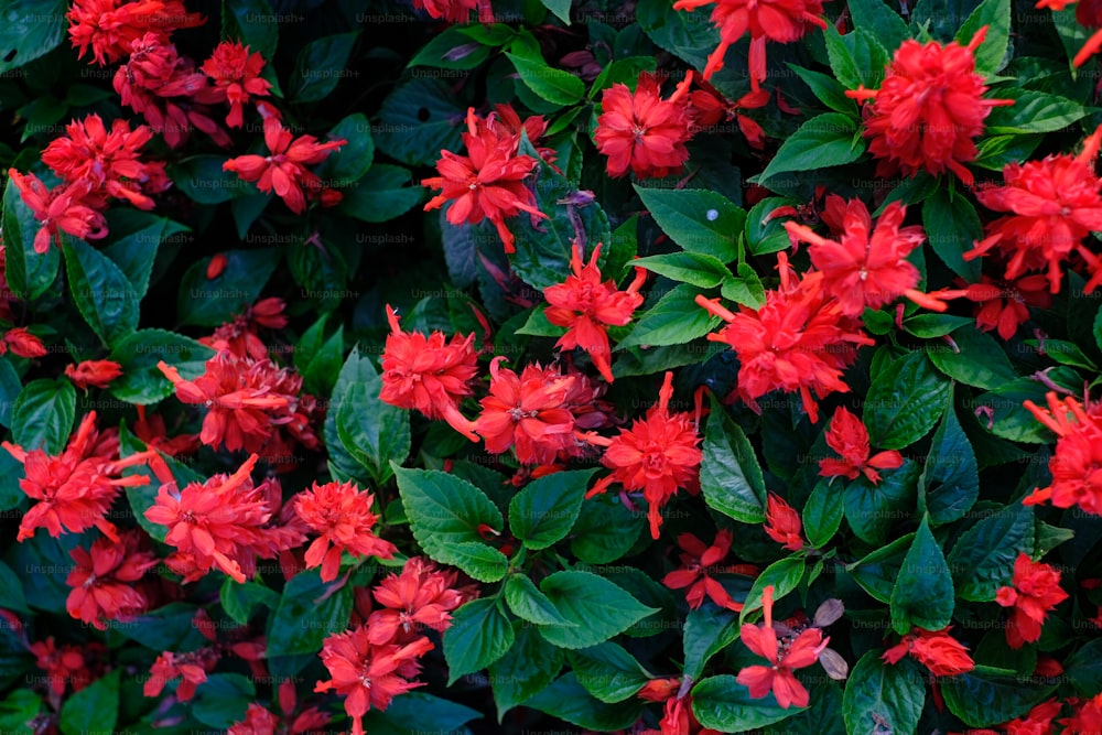 ein Strauch roter Blüten mit grünen Blättern