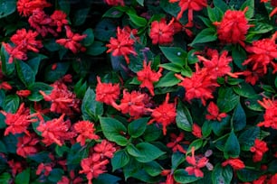 a bush of red flowers with green leaves