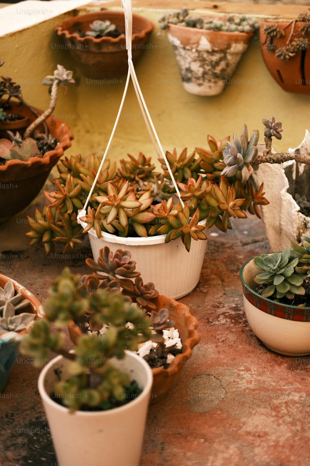a group of potted plants sitting on top of a table