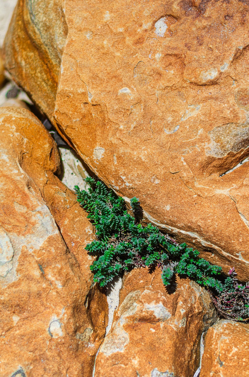 a plant growing out of a crack in a rock