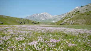 Un champ de fleurs sauvages avec des montagnes en arrière-plan