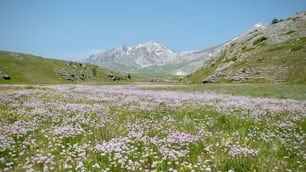 a field of wildflowers with mountains in the background