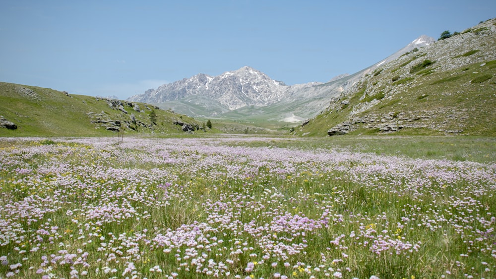 um campo de flores silvestres com montanhas no fundo