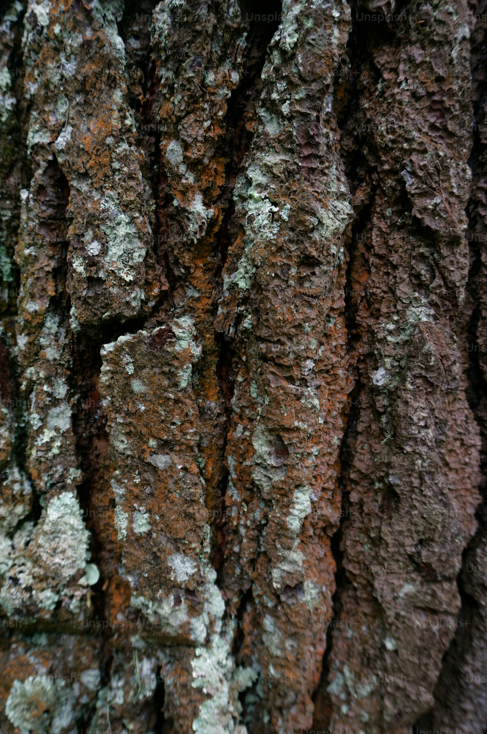 a close up of the bark of a tree