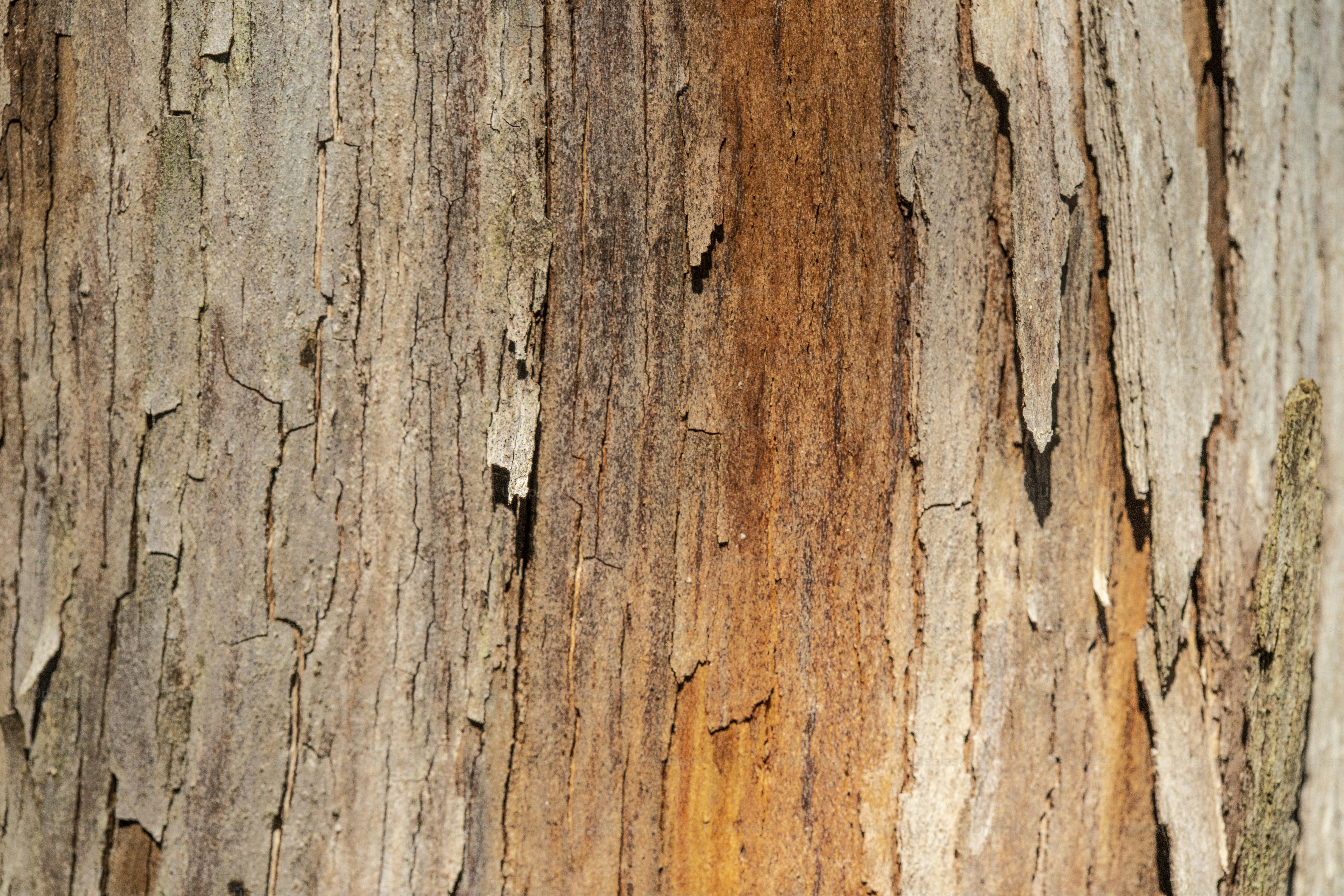 a close up of the bark of a tree