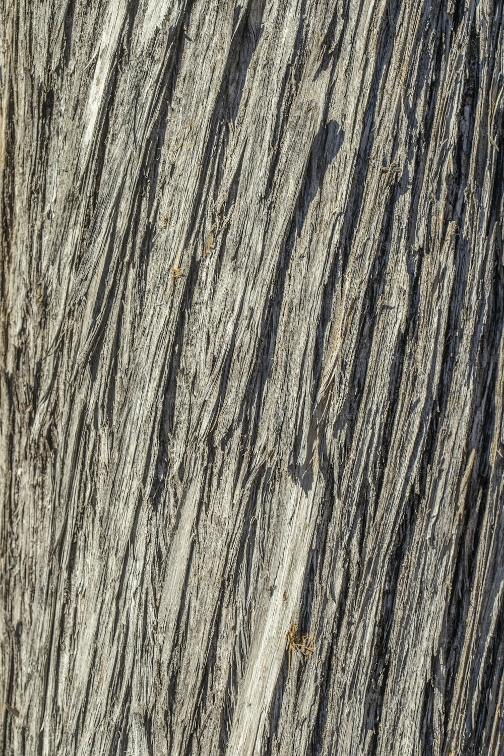 a close up view of a tree trunk