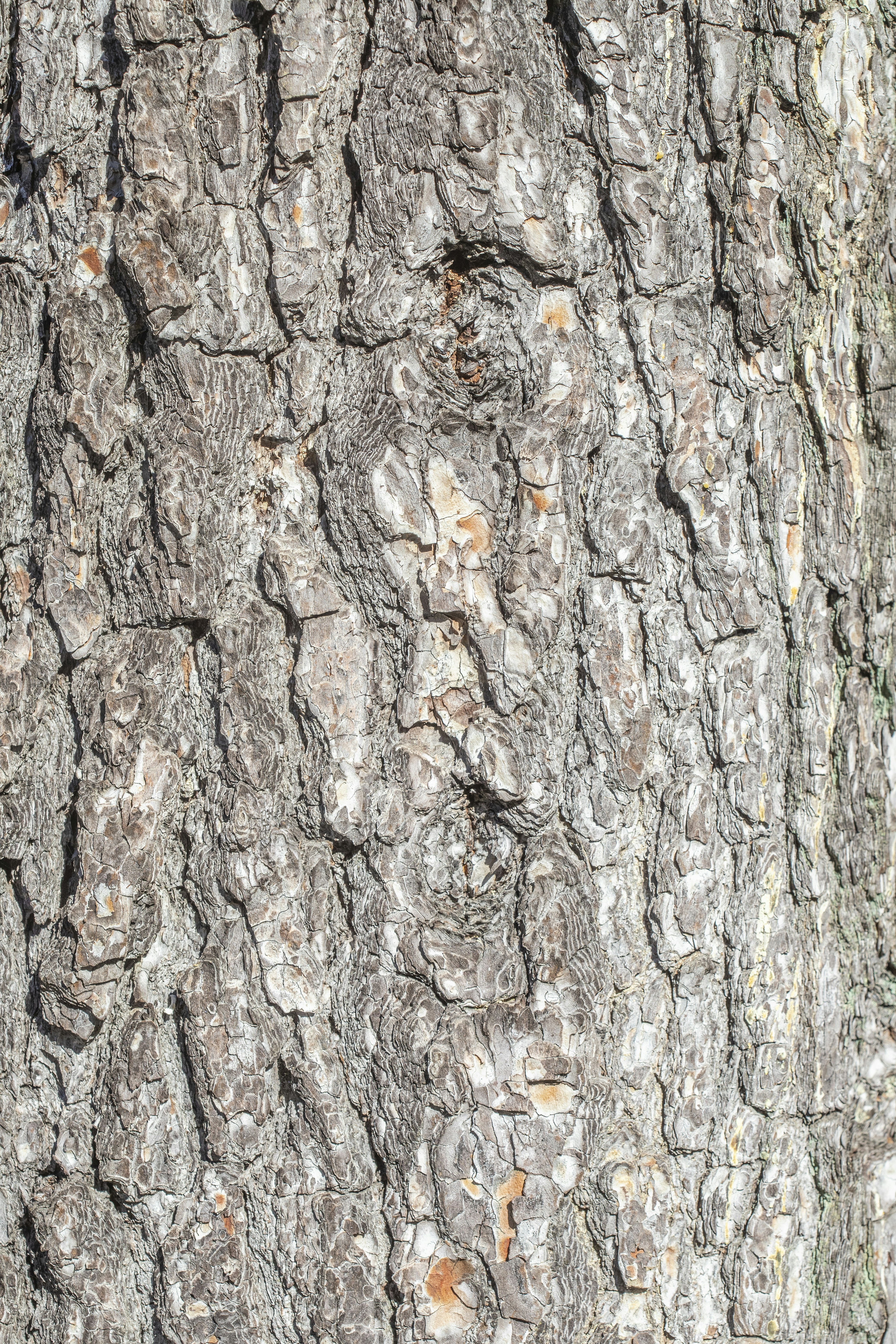 100+ Tree Bark Pictures | Download Free Images on Unsplash