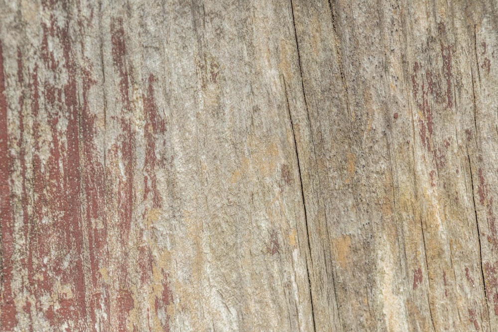 a bird is perched on a tree trunk