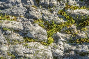 Un primer plano de una roca con musgo verde creciendo en ella
