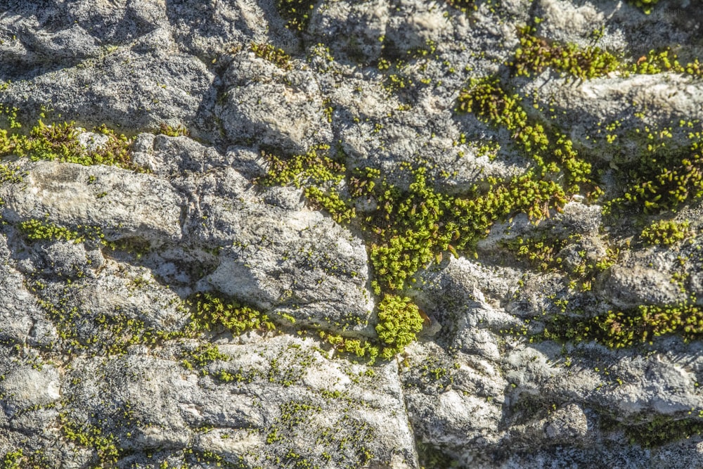 a close up of a rock with green moss growing on it