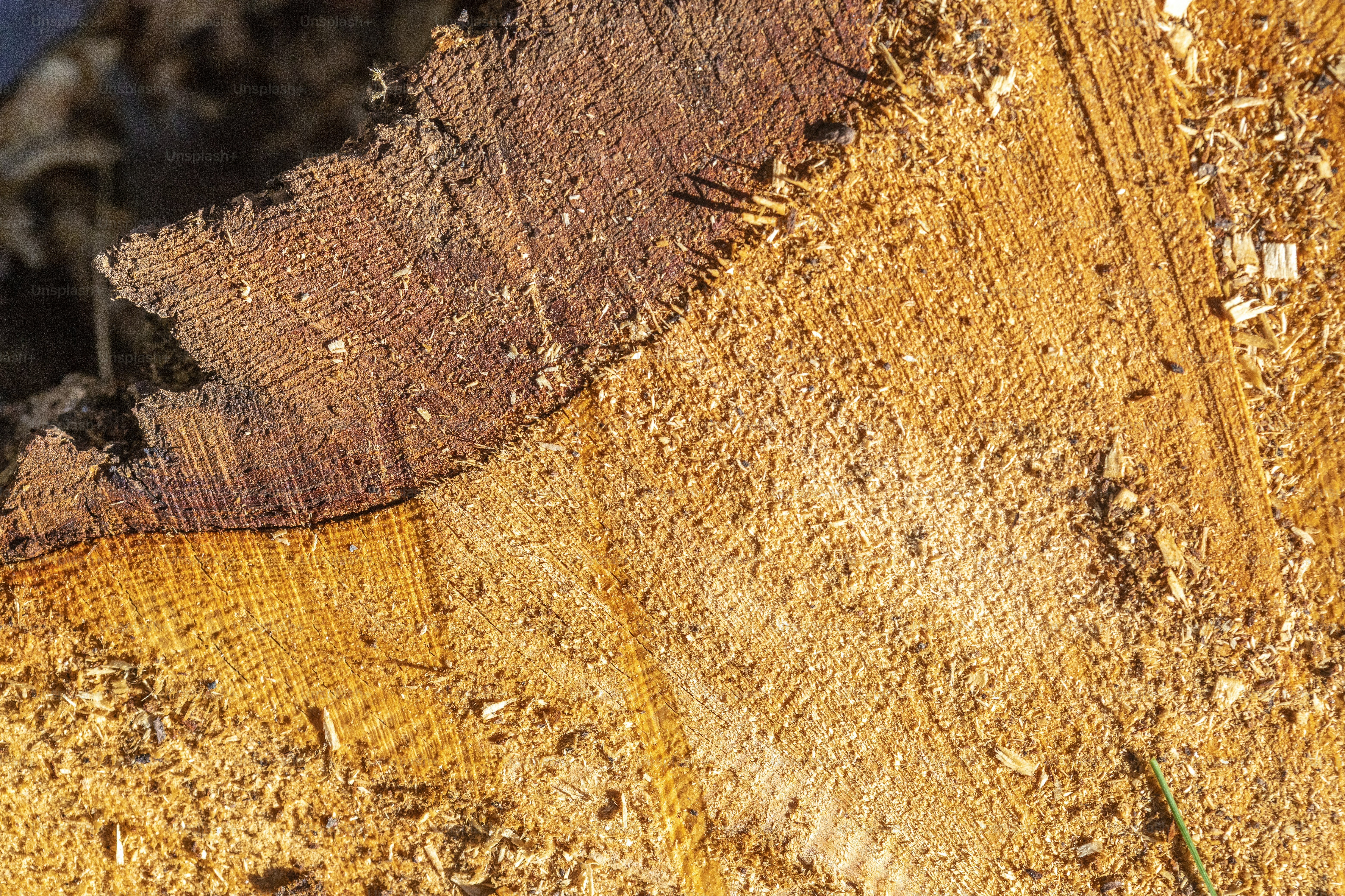 Nahaufnahme eines Holzstücks