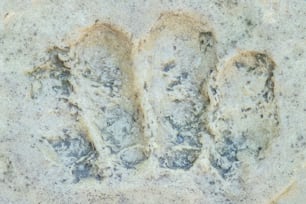 a close up of two footprints in the sand