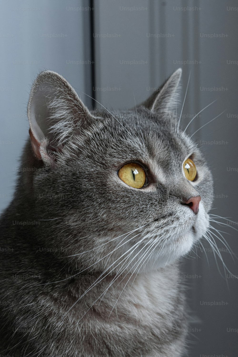 黄色い目をした灰色の猫が遠くを見送る
