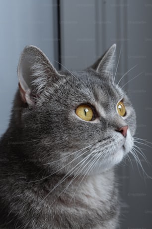 a gray cat with yellow eyes looking off into the distance