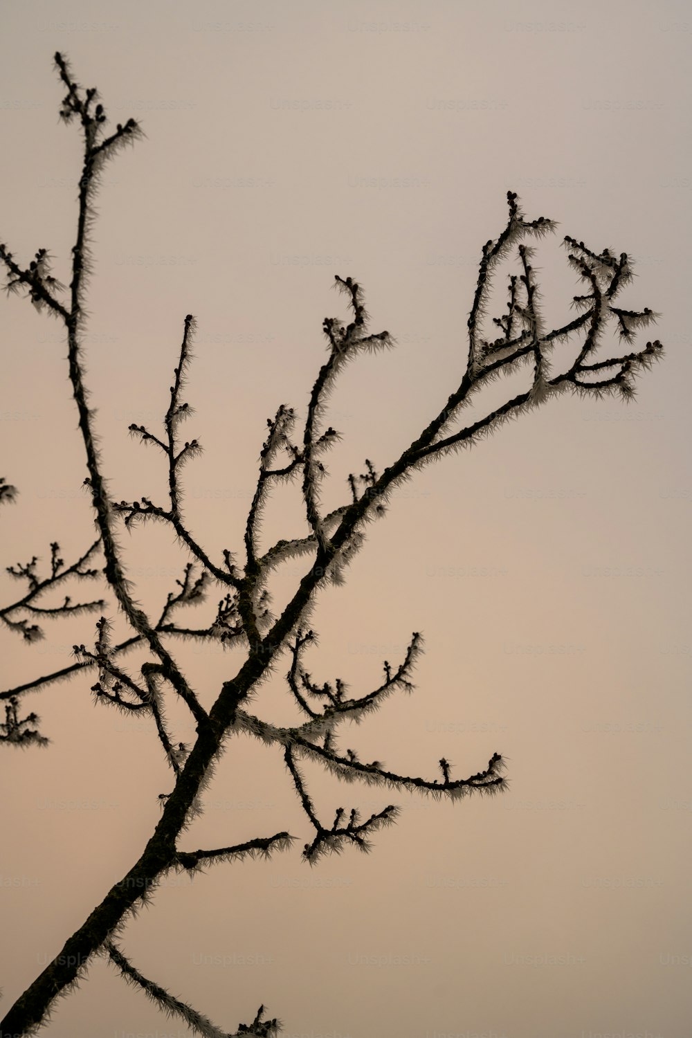 a bird is perched on a tree branch