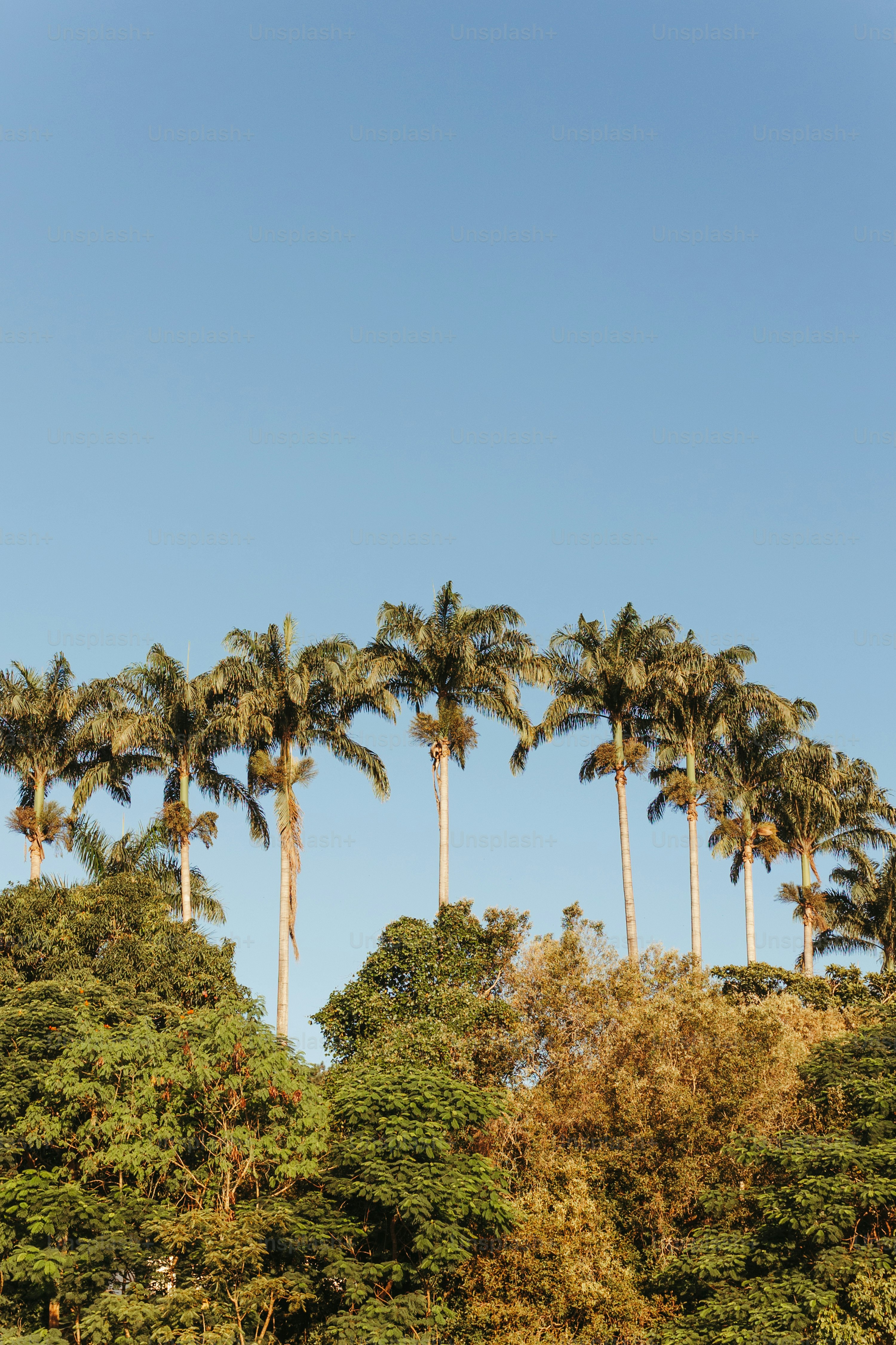 Una hilera de palmeras con un cielo azul en el fondo