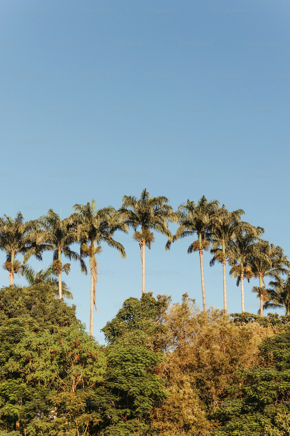 Una fila di palme con un cielo blu sullo sfondo