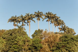 Una fila di palme davanti a un cielo blu