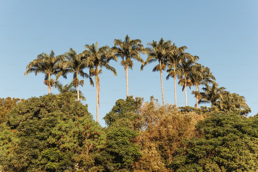 uma fileira de palmeiras na frente de um céu azul