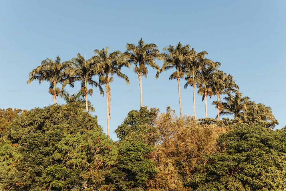 a row of palm trees in front of a blue sky