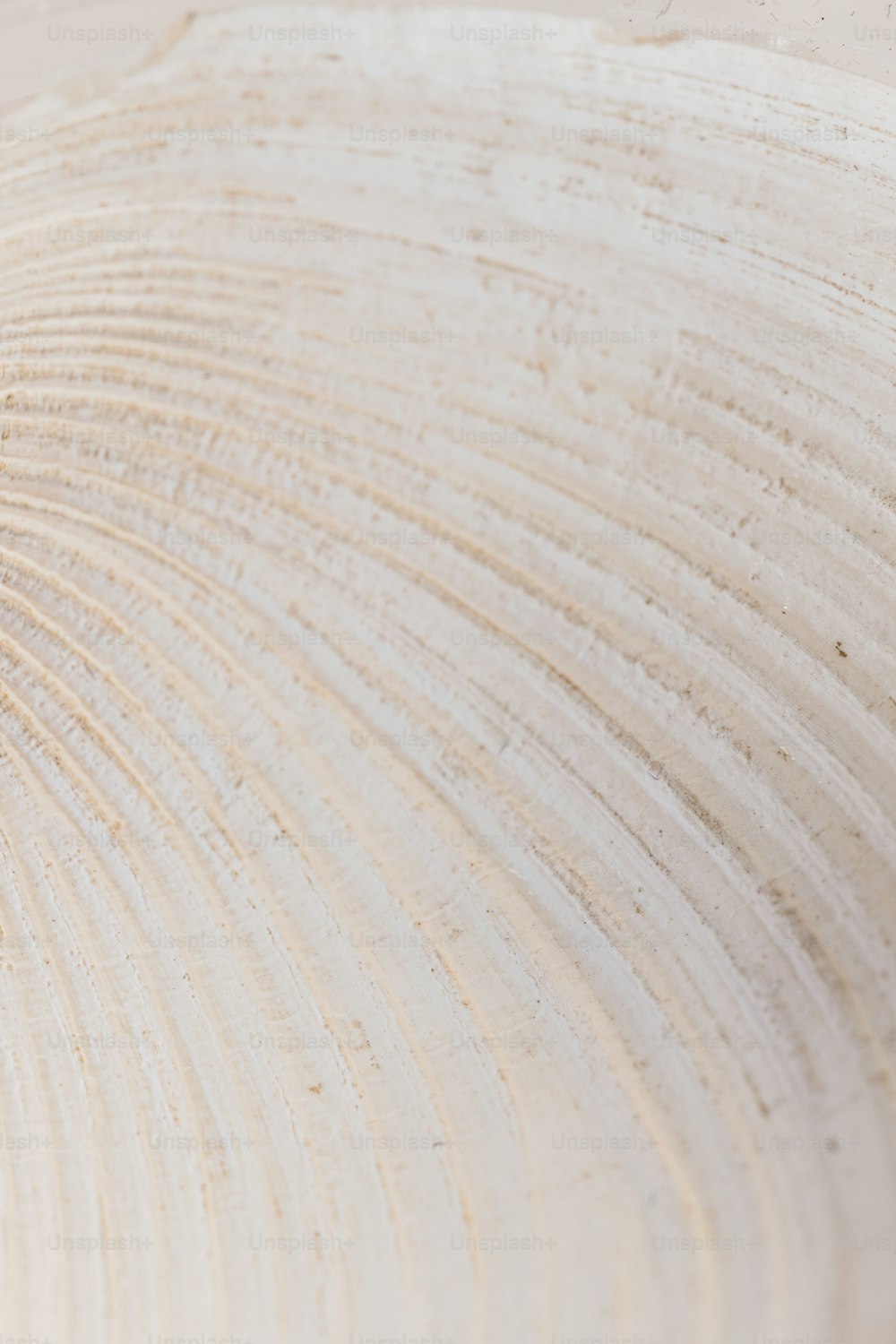 a close up of a white shell on a beach