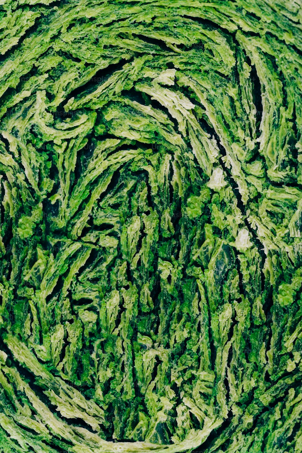 a circular pattern made of green algae