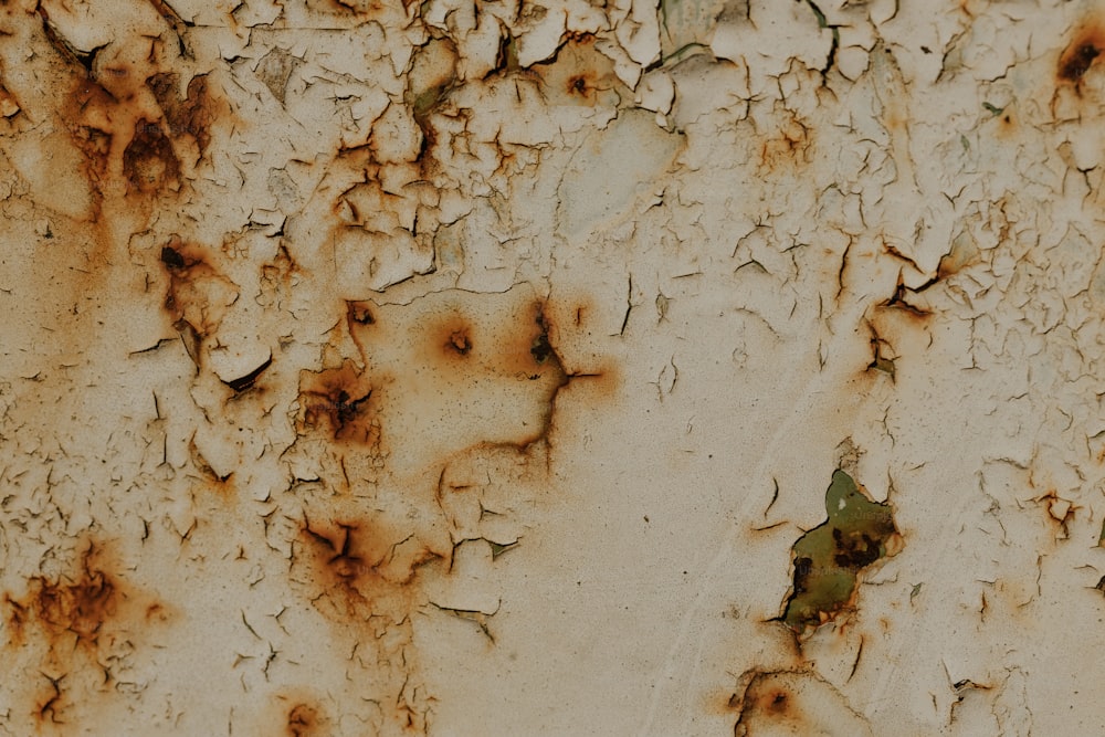 a rusted metal surface with green leaves on it