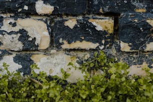 a brick wall with a plant growing out of it
