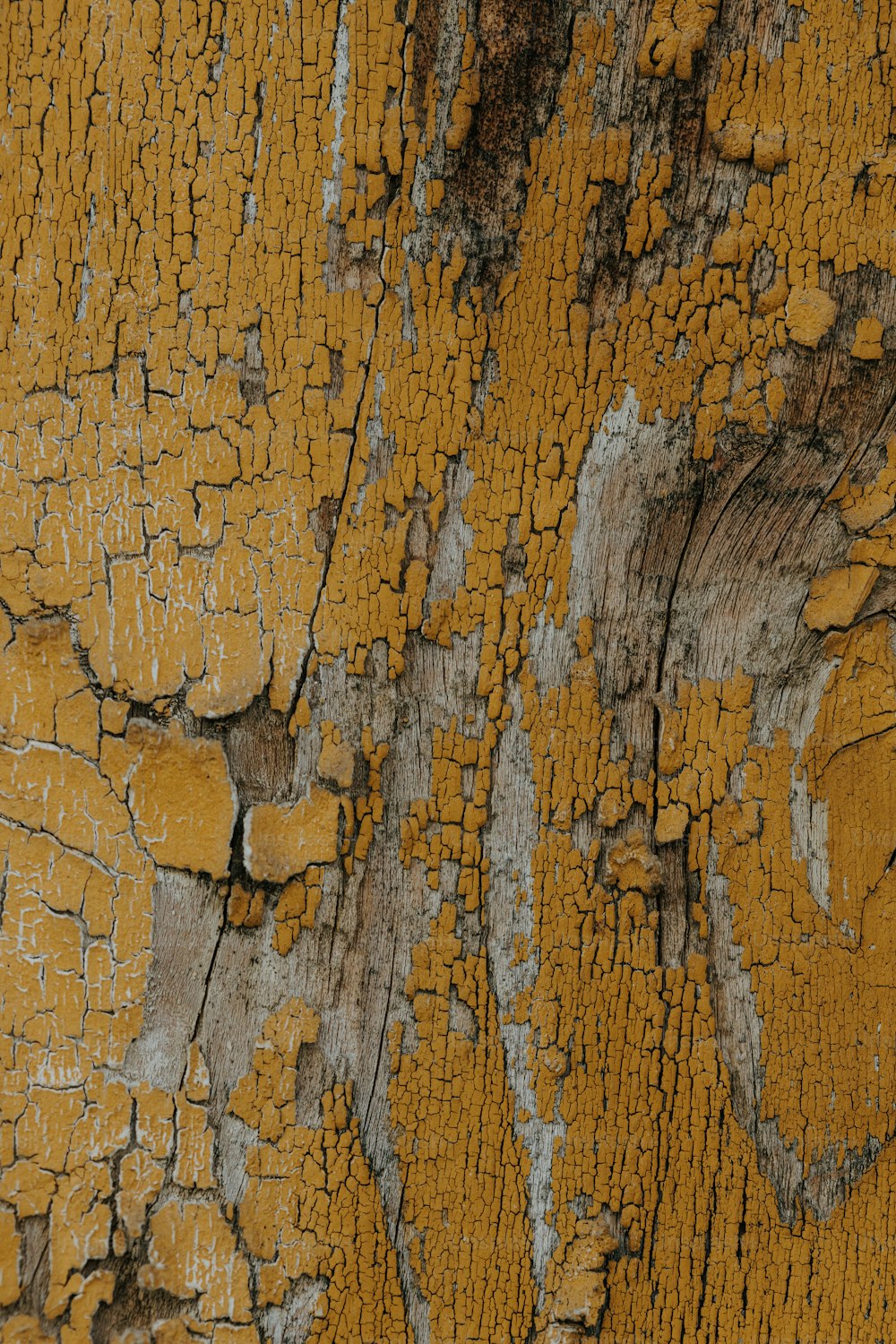 a close up of a tree with yellow paint