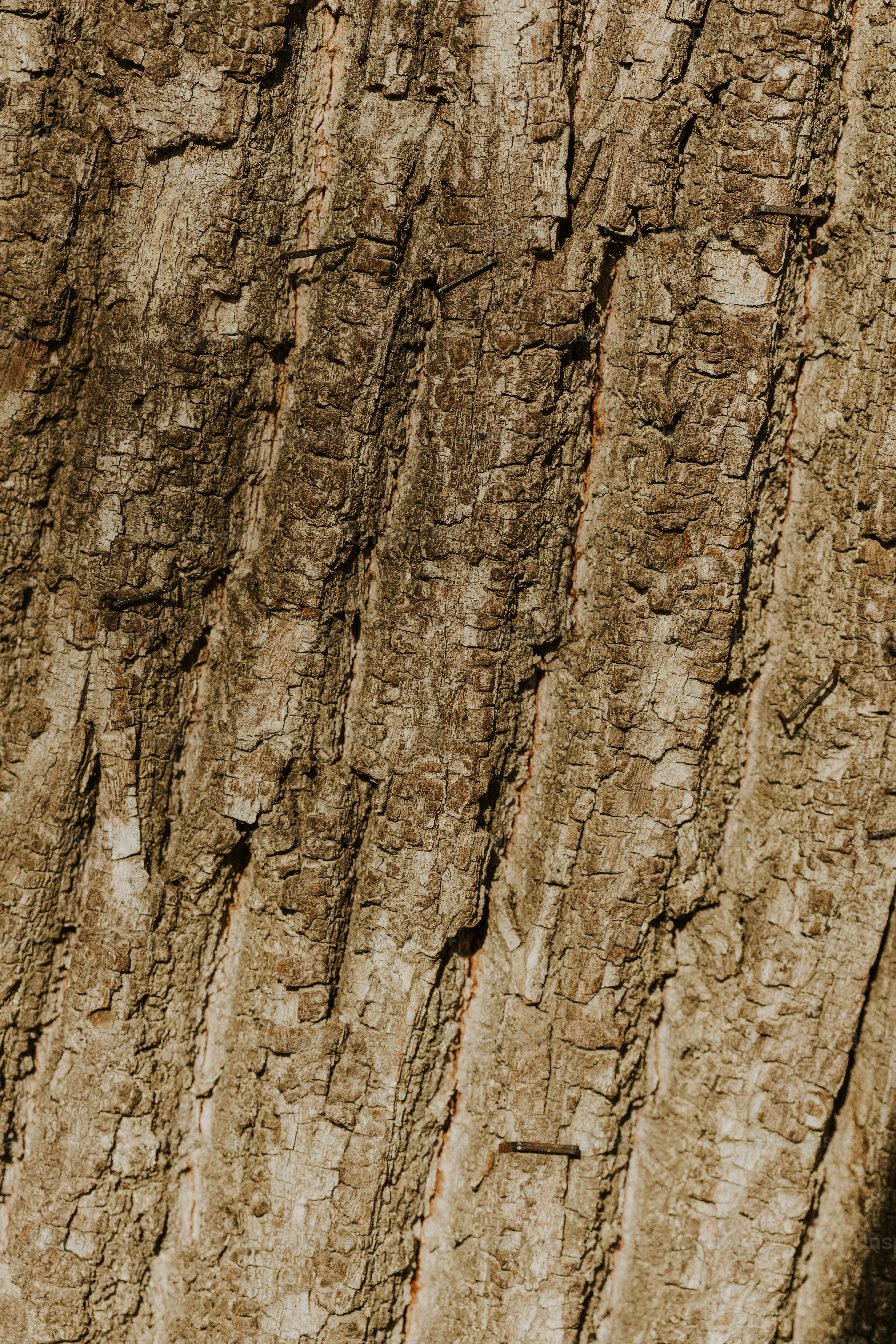 a bird is perched on a tree trunk