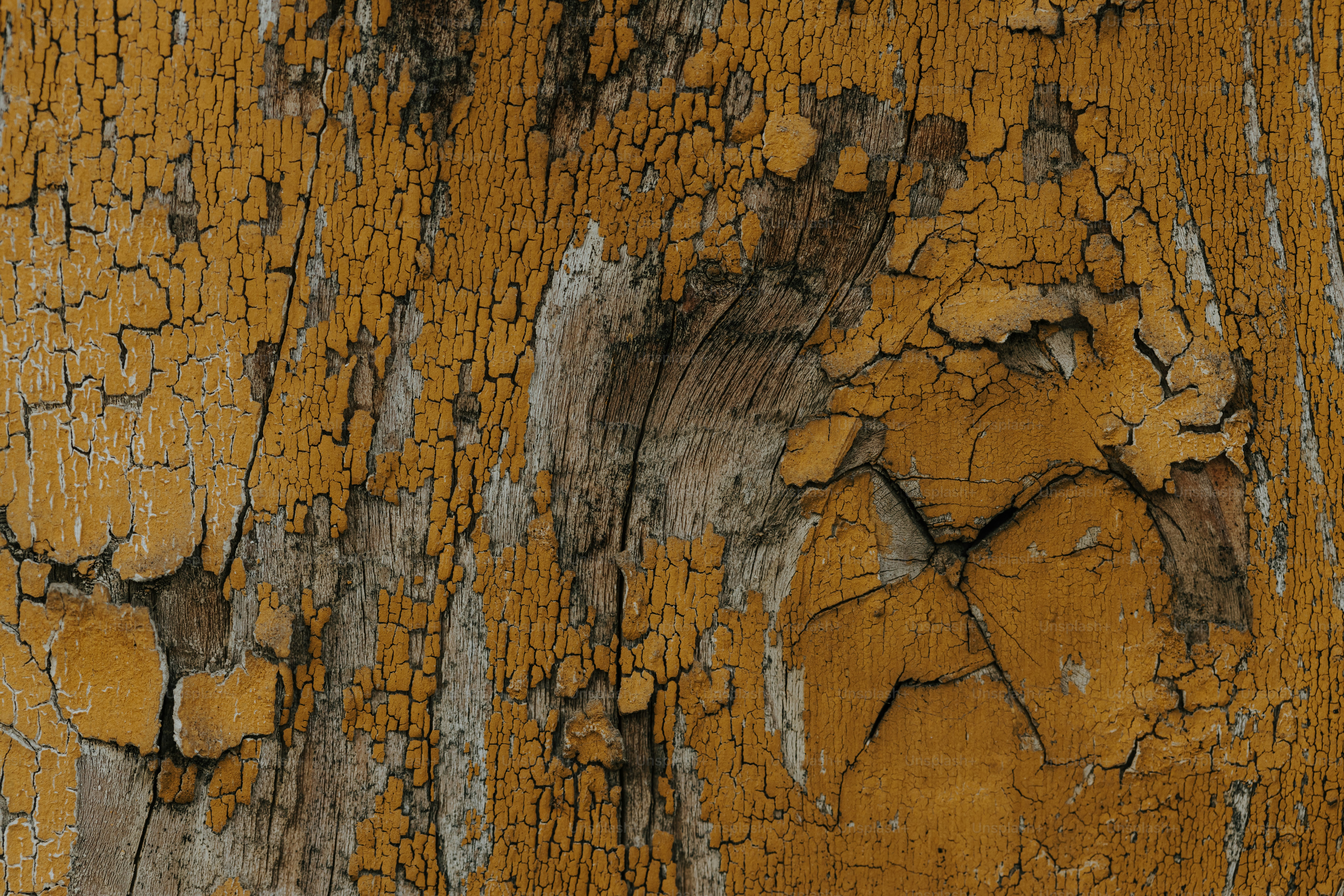 a close up of the bark of a tree