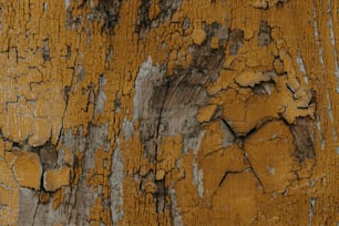 a close up of the bark of a tree