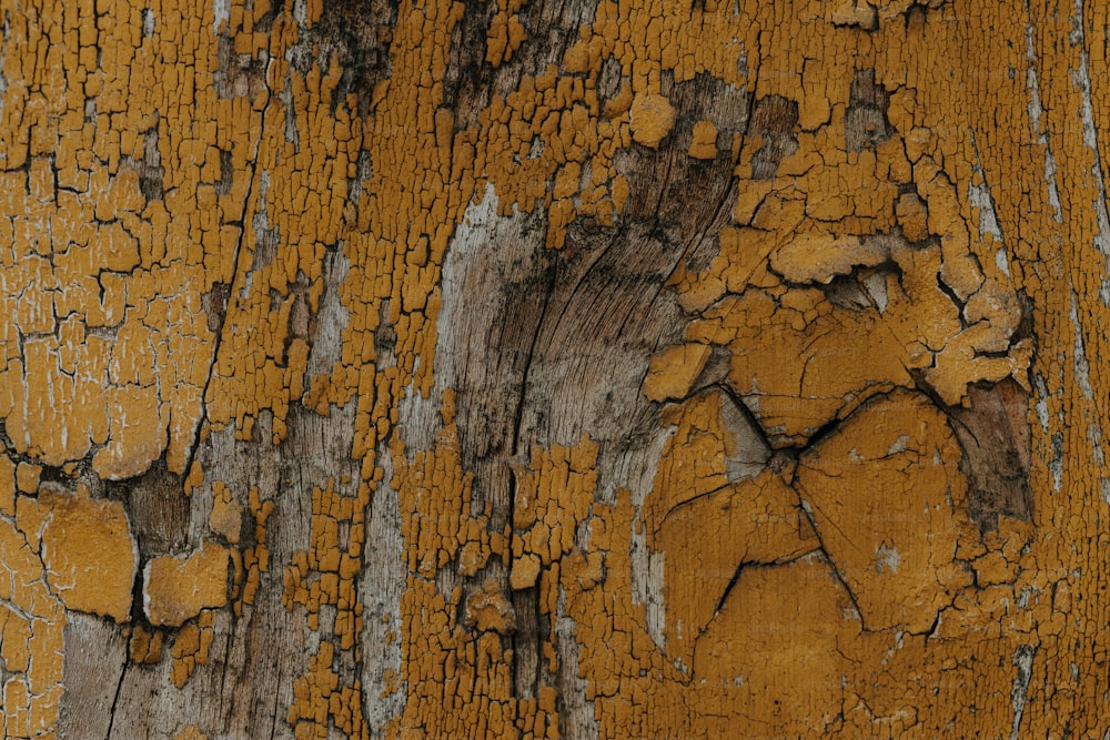 a close up of the bark of a tree