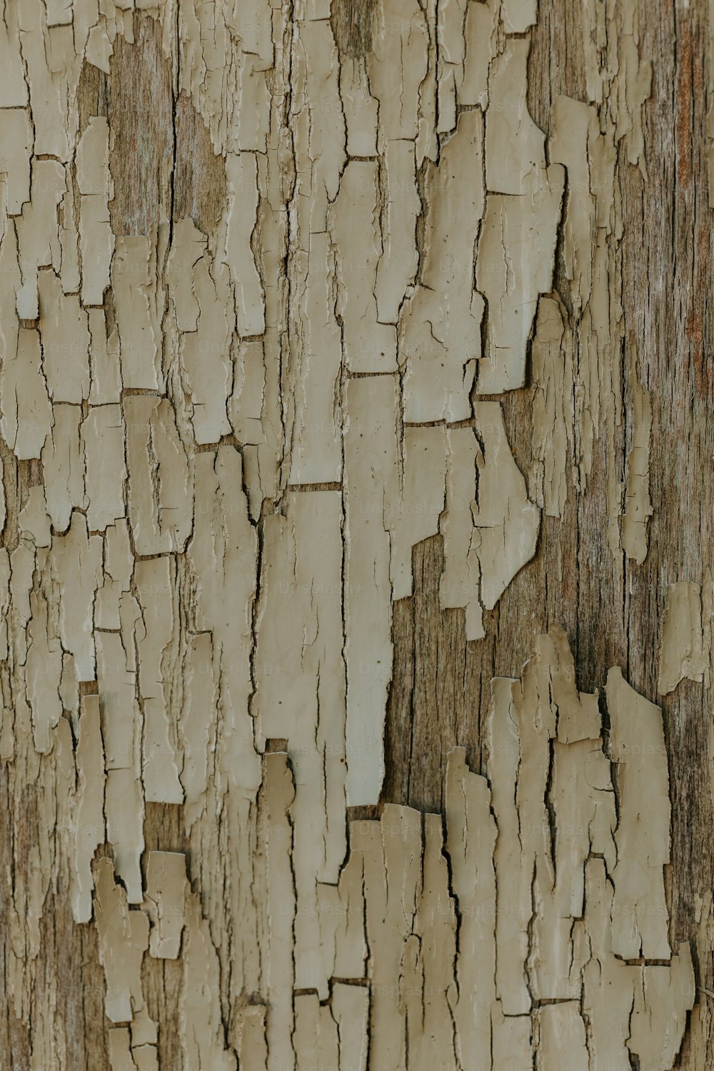 a close up of the bark of a tree