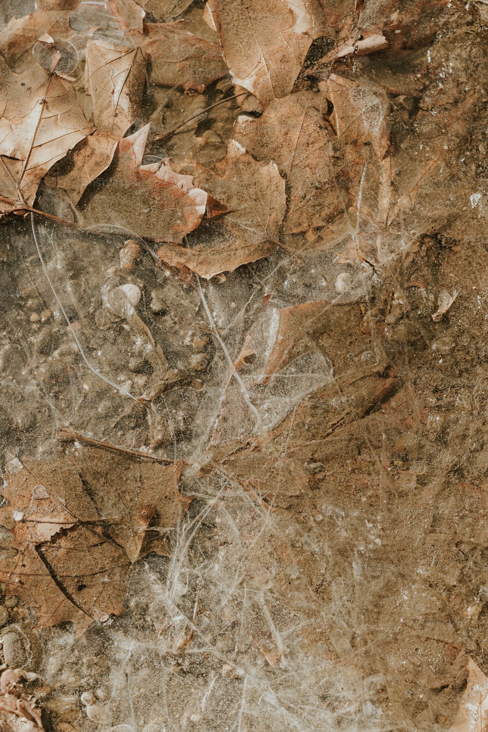 a close up of leaves and dirt on the ground