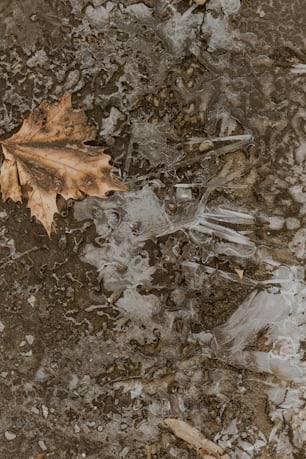 a leaf laying on the ground with ice on it
