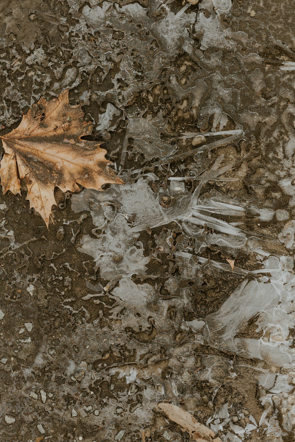 uma folha deitada no chão com gelo sobre ela